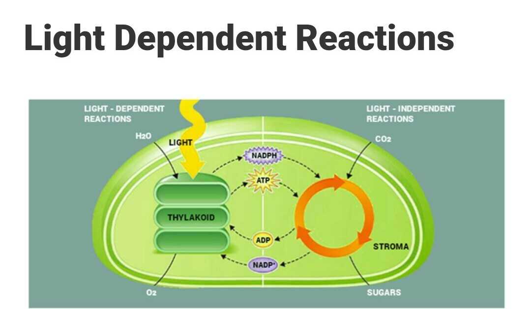 Light Dependent Reaction Diagram